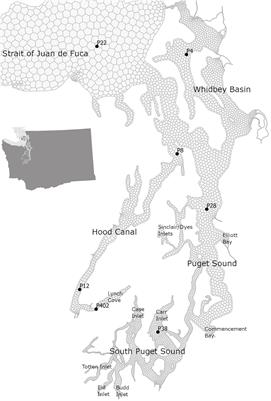 Chemical Exposure Due to Anthropogenic Ocean Acidification Increases Risks for Estuarine Calcifiers in the Salish Sea: Biogeochemical Model Scenarios